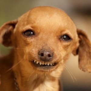 Meet your Posher, Raphaelle